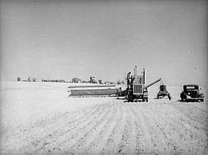 A large field of wheat is harvested by a thresher, with an antique car driving next to the machine. In the background are small buildings, and barns and a man climbs up the side of the thresher.  